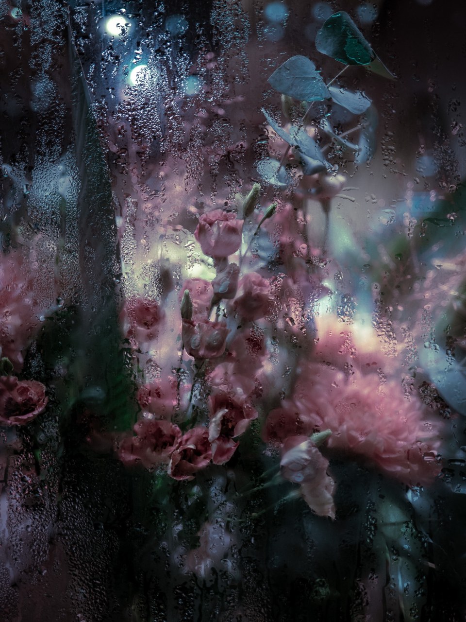 Pink carnations behind rain-streaked glass at night