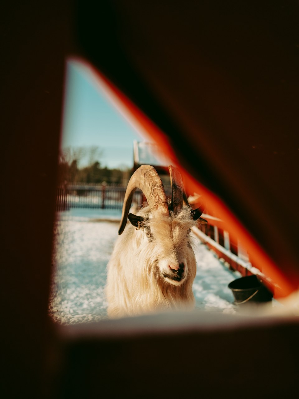 Horned goat looking out through a dark opening onto a snowy farmyard